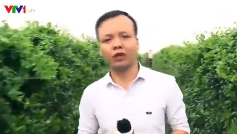 VTV1 - Dây thìa canh được người dân trồng ở Hải Hậu, Nam Định.