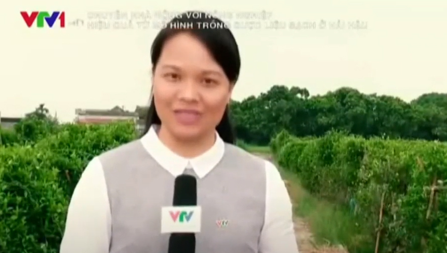 VTV1 - Mô hình trồng dược liệu sạch ở Hải Hậu, Nam Định