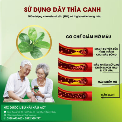 Cơ chế giảm mỡ máu từ sử dụng dây thìa canh