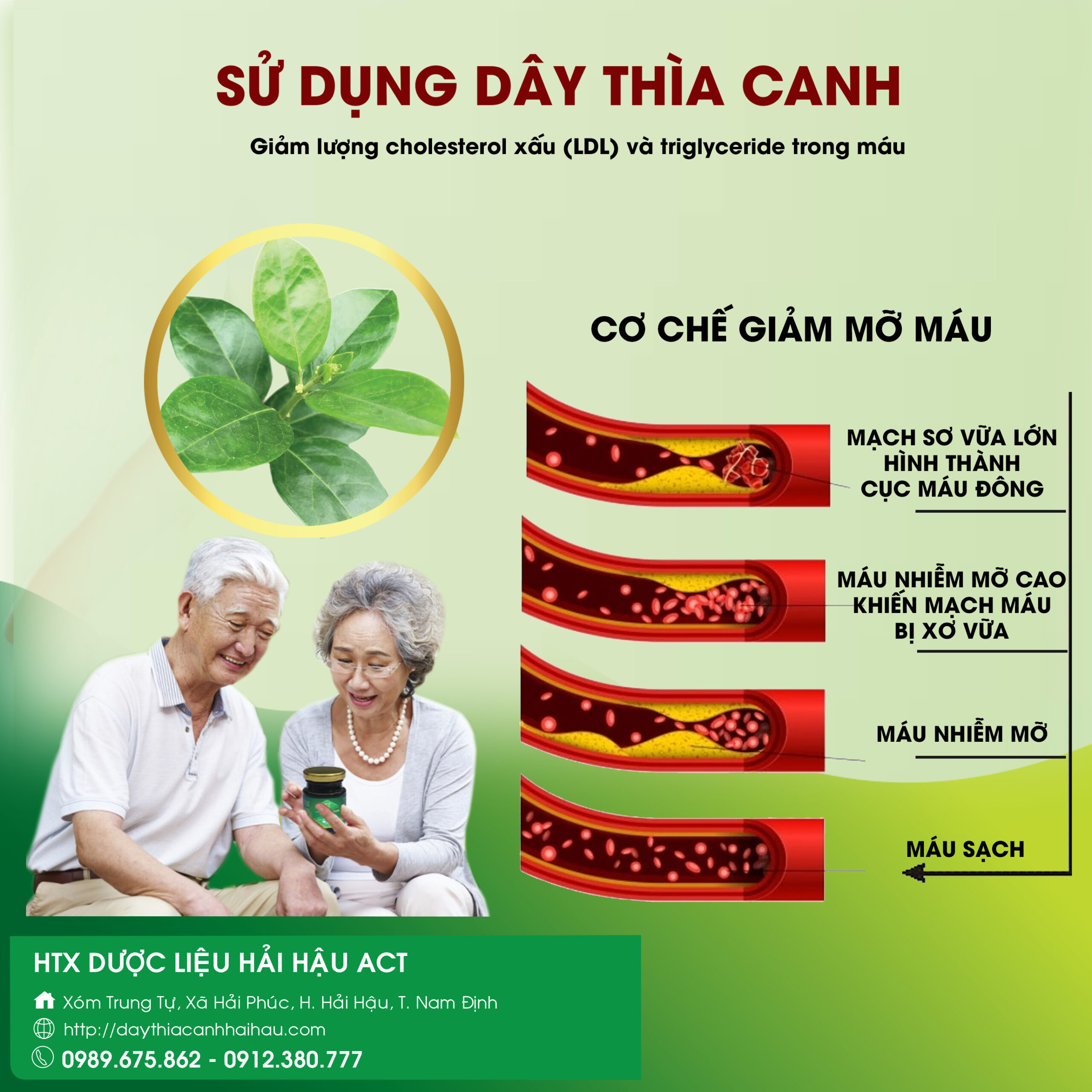 Cơ chế giảm mỡ máu từ sử dụng dây thìa canh